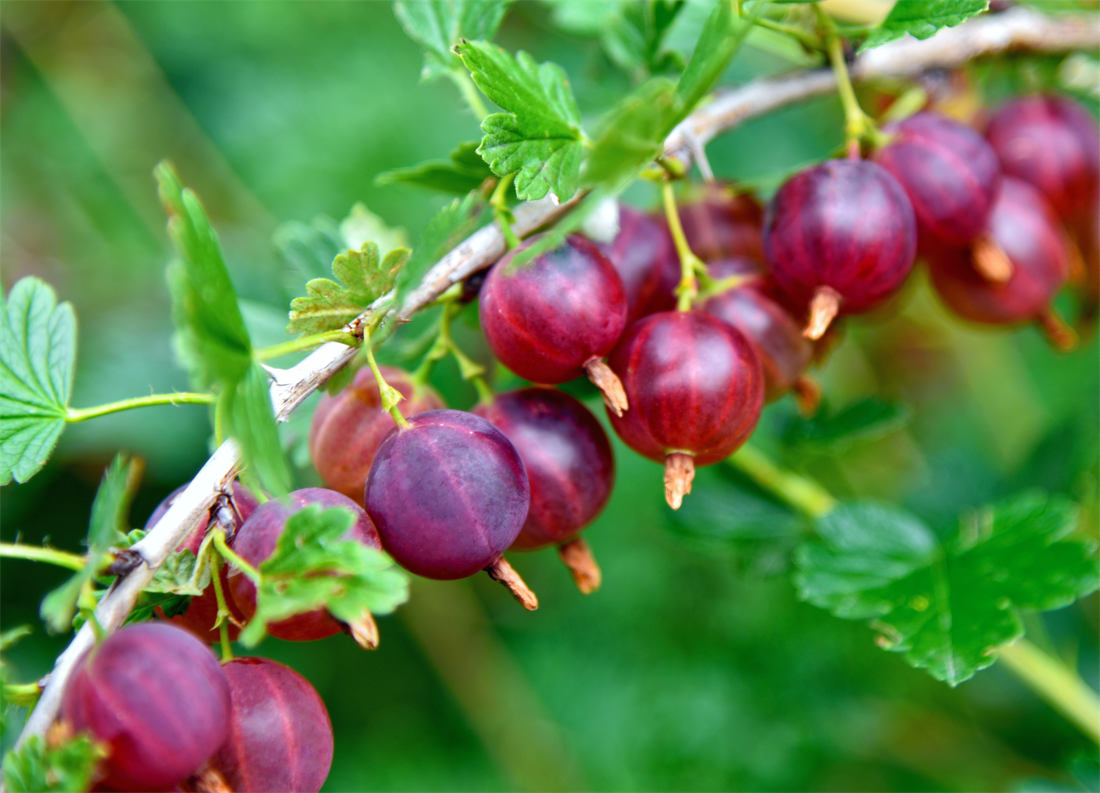 Když se úroda vybarví, chutná i zdobí; foto Shutterstock Angrešt v červené verzi