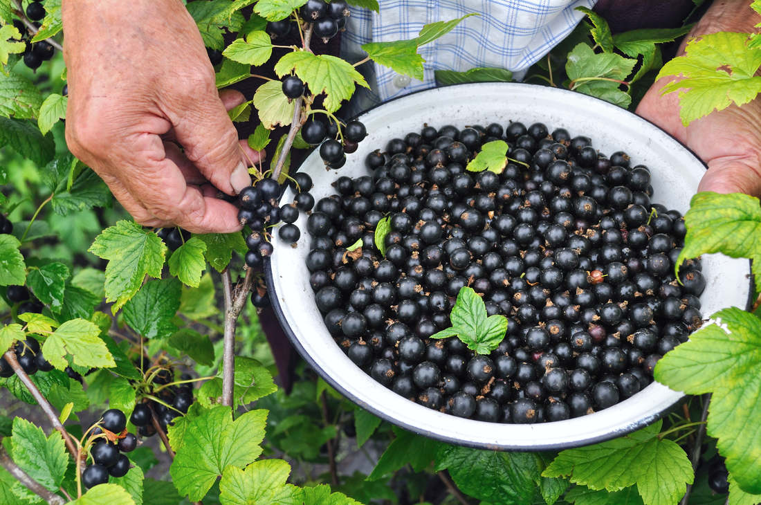 Černý rybíz někdo nemusí, ale jiný na výraznou chuť plodů, zavařenin a kompotů nedá dopustit; foto Shutterstock Sklizeň černého rybízu, pokladu zahrádky