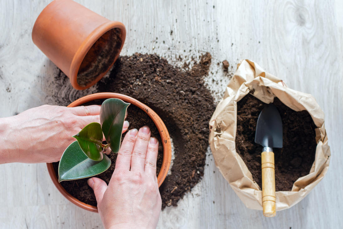 Neglazovanou keramiku je vhodné před použitím máčet, aby natáhla vodu a nebrala vláhu rostlině; foto Shutterstock Přesazování fíkusu