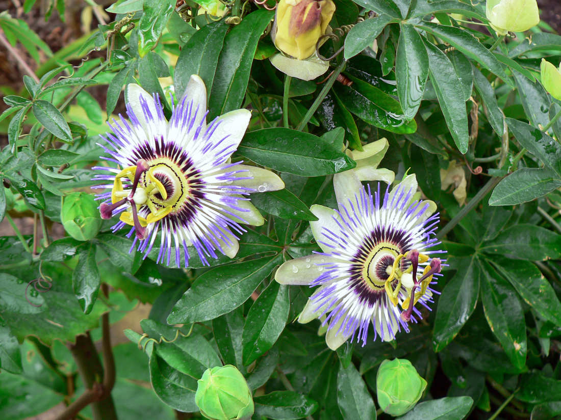 Passiflora caerulea se běžně pěstuje jako okrasná hrnková květina Passiflora caerulea