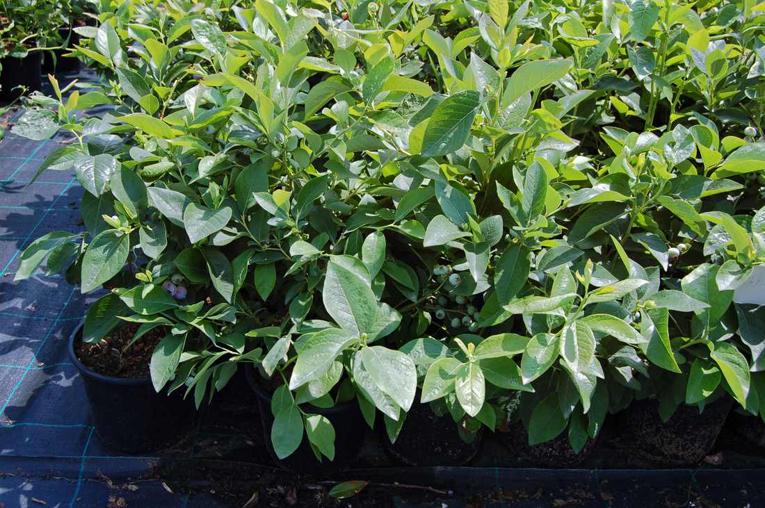 Bujně rostoucí tříleté sazenice už s plody Tříleté rostliny bujně rostou a už i plodí
