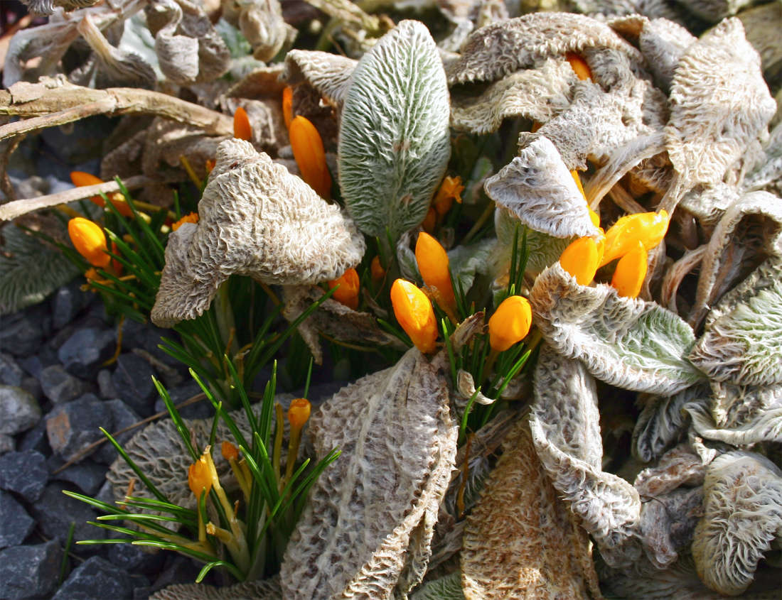 Když trvalkám stačí sestřih v předjaří a občasné pletí