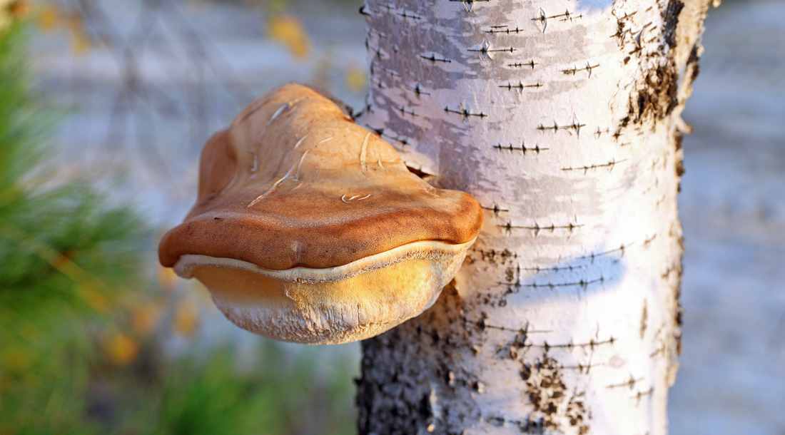 Březovník obecný březovník obecný (Piptoporus betulinus),