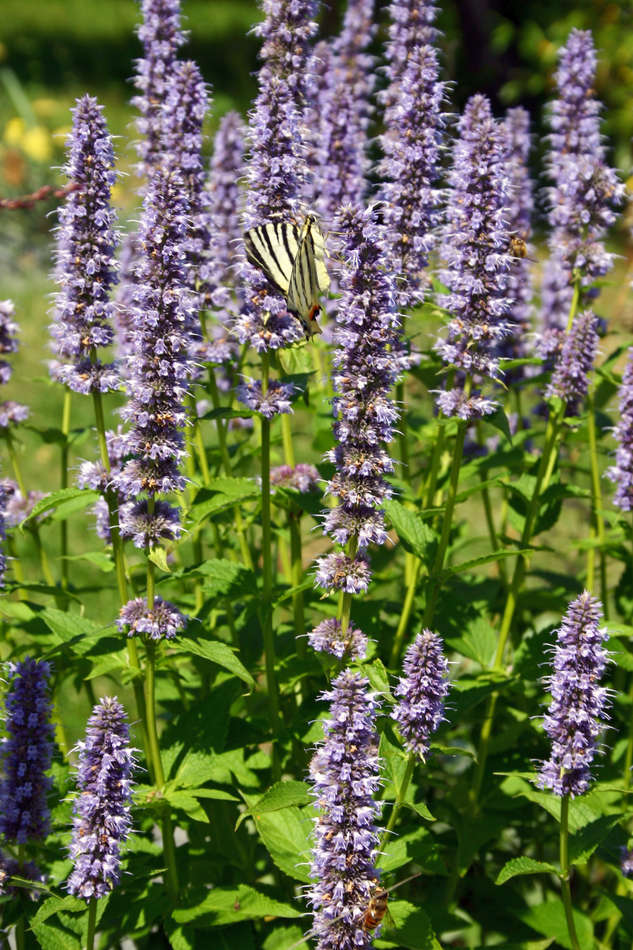 Agastache Blue Fortune, krátkověká solitéra, která se nepřesévá. Agastache Blue Fortune, krátkověká solitéra, která se nepřesévá.