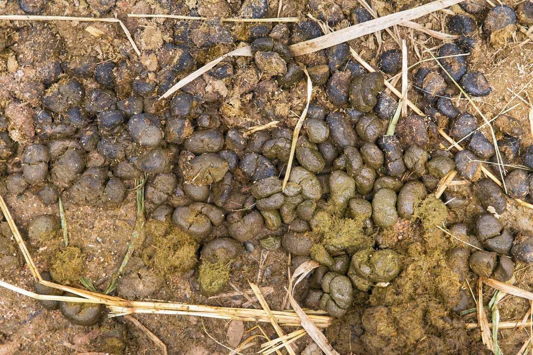 Hnůj je třeba promíchat se zeminou; foto Shutterstock Hnůj