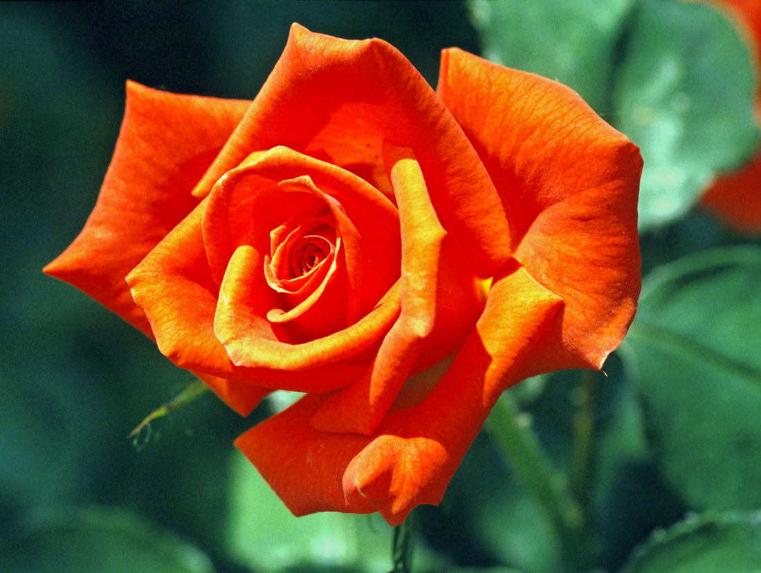 Prominent, velkokvětá floribunda vysoká 0,7 až 1,0 m, je rovněž uváděna i mezi čajohybridy. Má silně ostnité výhony, značně odolává chorobám, kromě rzi růžové. Růže, odrůda Prominent