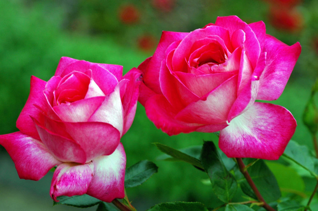 Rose Gaujard, čajohybrid, starší odrůda z Francie dorůstá výšky 0,9 až 1,3 m, je odolná k houbovým chorobám i mrazům. Větší květy jsou fialové, na rubu až bílé. Rose Gaujard
