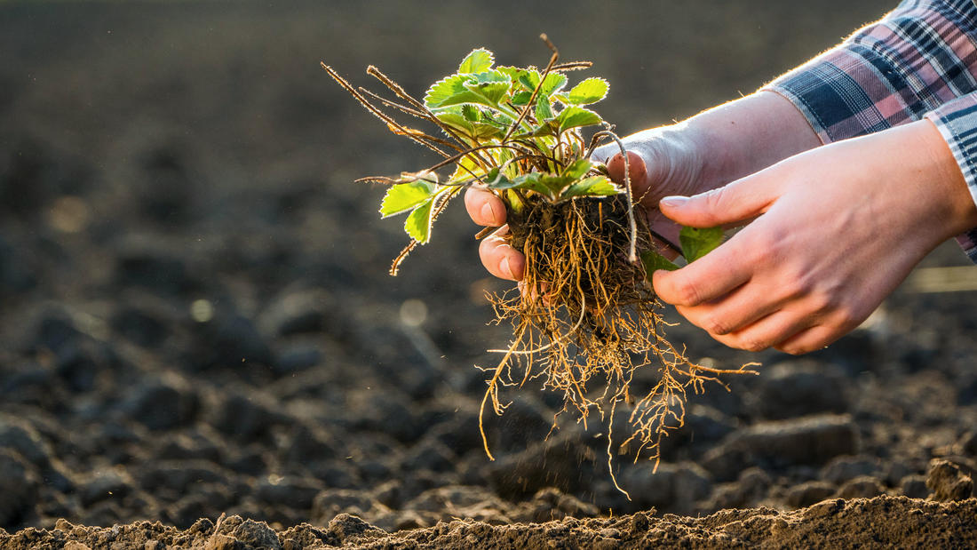 Výsadba sazenice bez úpravy kořenů; foto Shutterstock Sazenice jahodníku