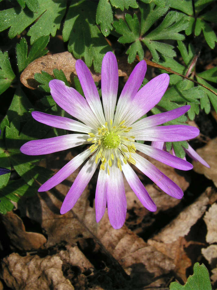 Sasanka Pink Star Sasanka Pink Star