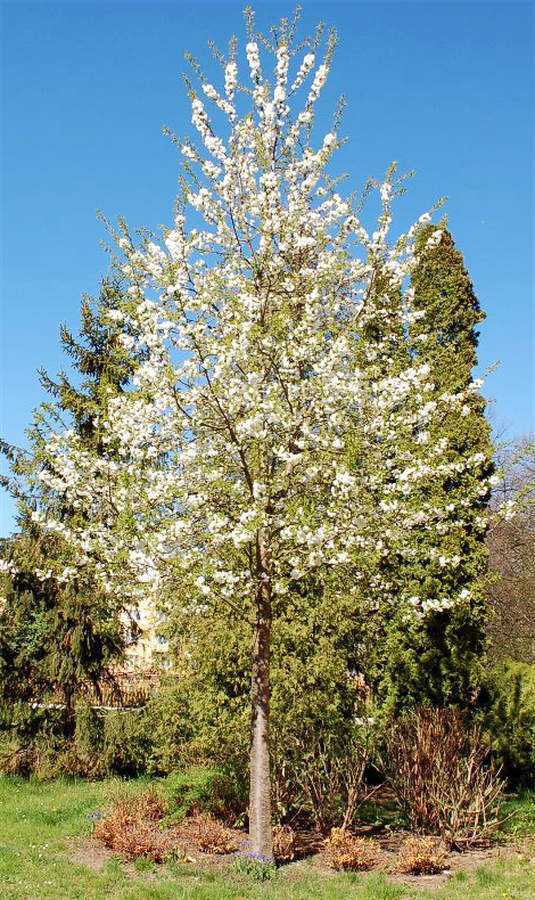 Bělokvětá sakura Sakura s bílým květem