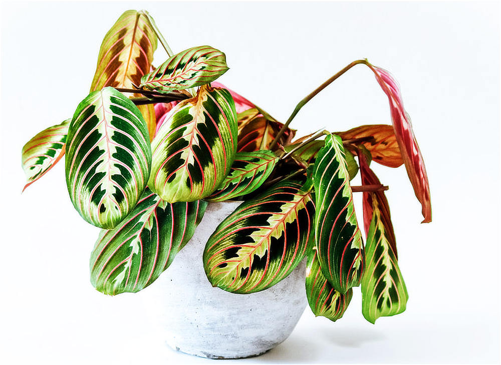 Maranta neboli modlivka; foto Shutterstock Maranta běložilná