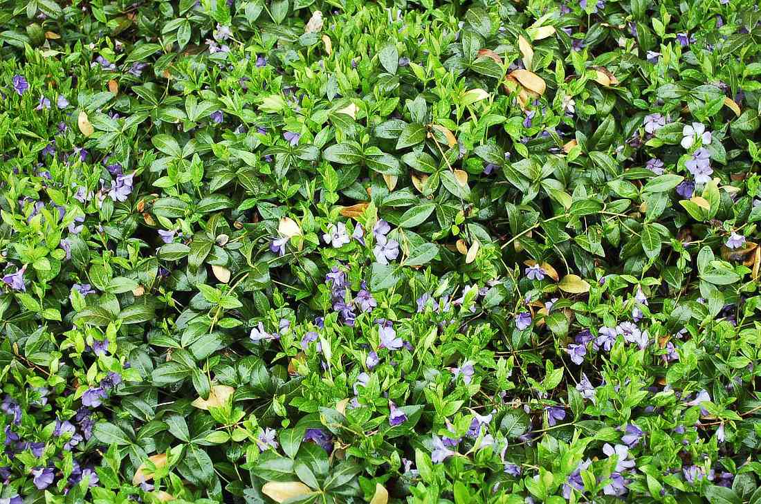 Barvínek menší (Vinca minor) Barvínek