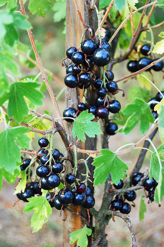 Plodová meruzalka Cassis Black Missouri Giant