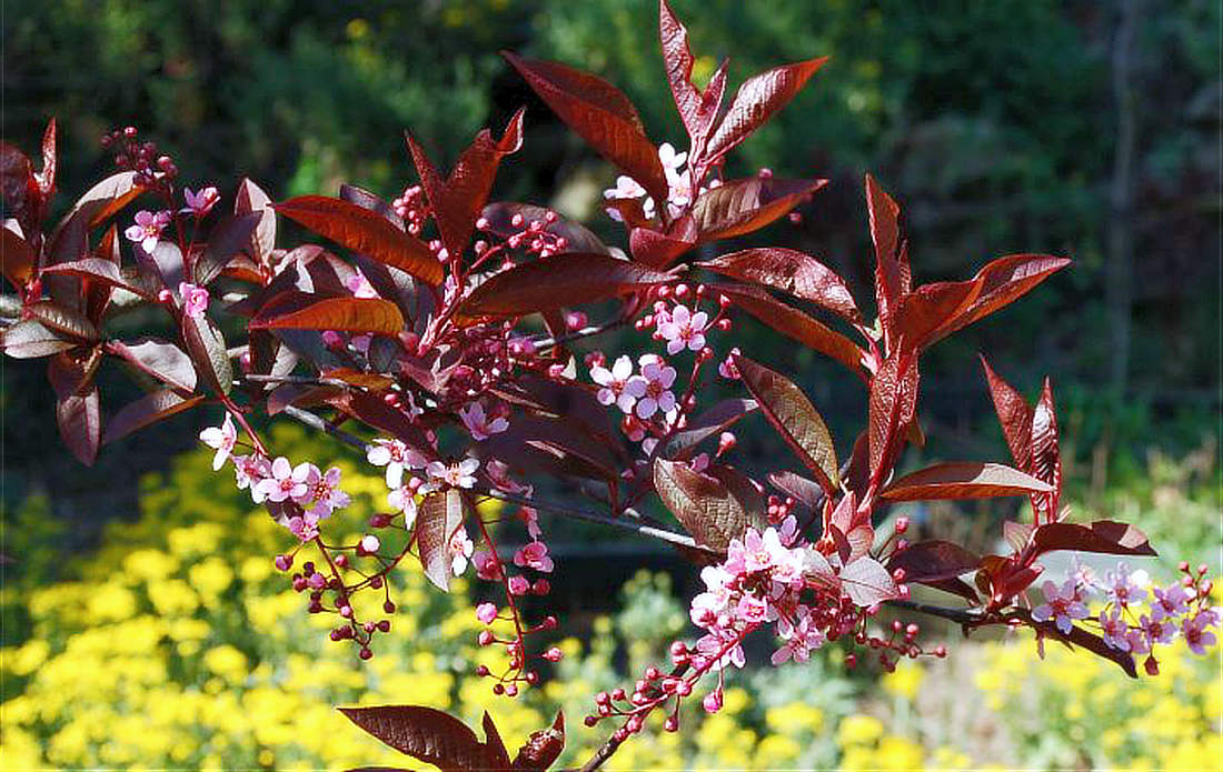 Střemcha Colorata Střemcha