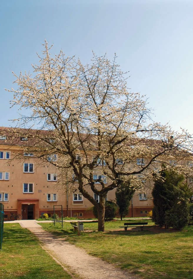 Rychlice německá z nejranějších Rychlice německá
