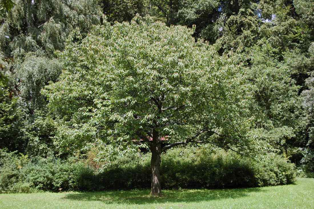 Třešňový vysokokmen, foto I. Dvorak Třešeň vysokokmen