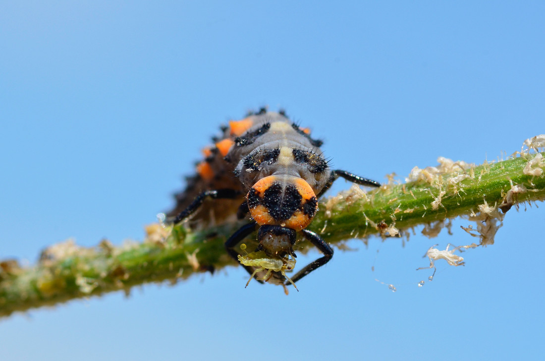 Larva slunéčka sedmitečného pomáhá proti škůdcům na zahradě