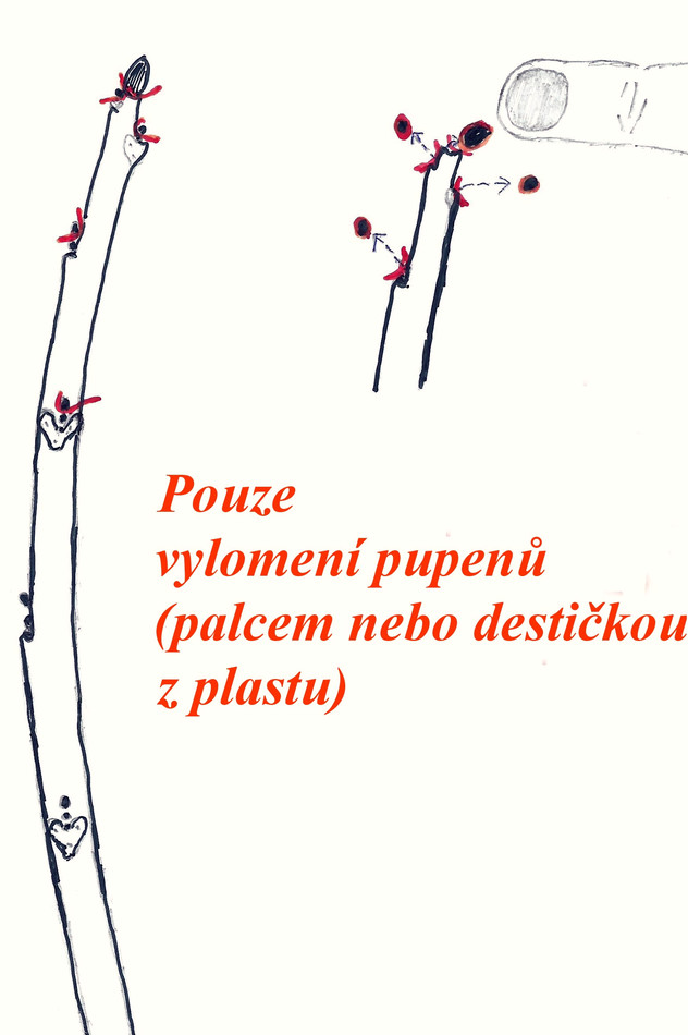 V první fázi vylomíme pupeny