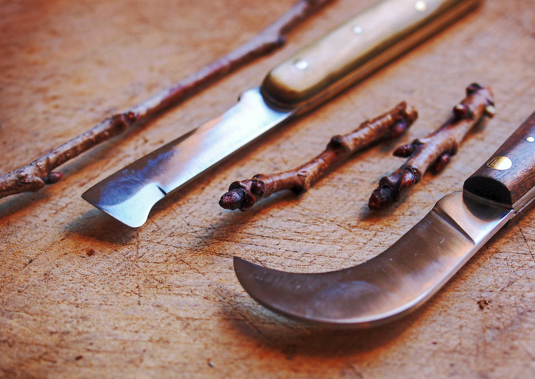 Nože na roubování a odebrané výhonky třešně; foto Shutterstock Nářadí a materiál na roubování