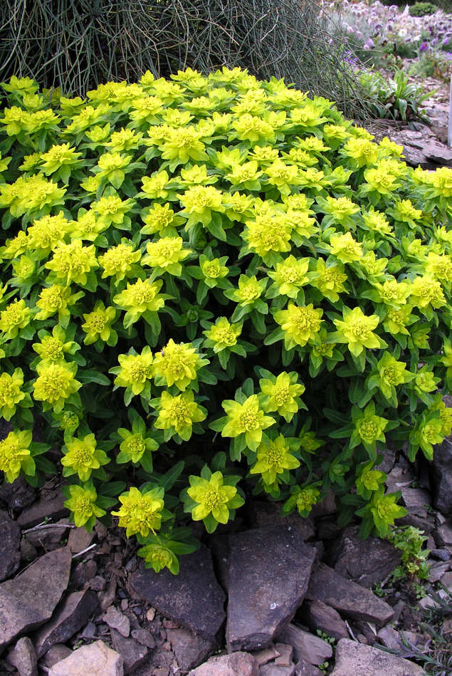 Pryšec mnohobarvý Euphorbia epithymoides Pryšec mnohobarvý Euphorbia epithymoides