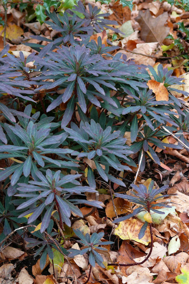 Euphorbia amygdaloides Purpurea Euphorbia amygdaloides Purpurea