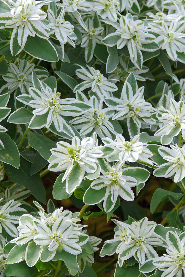 Pryšec vroubený Euphorbia marginata