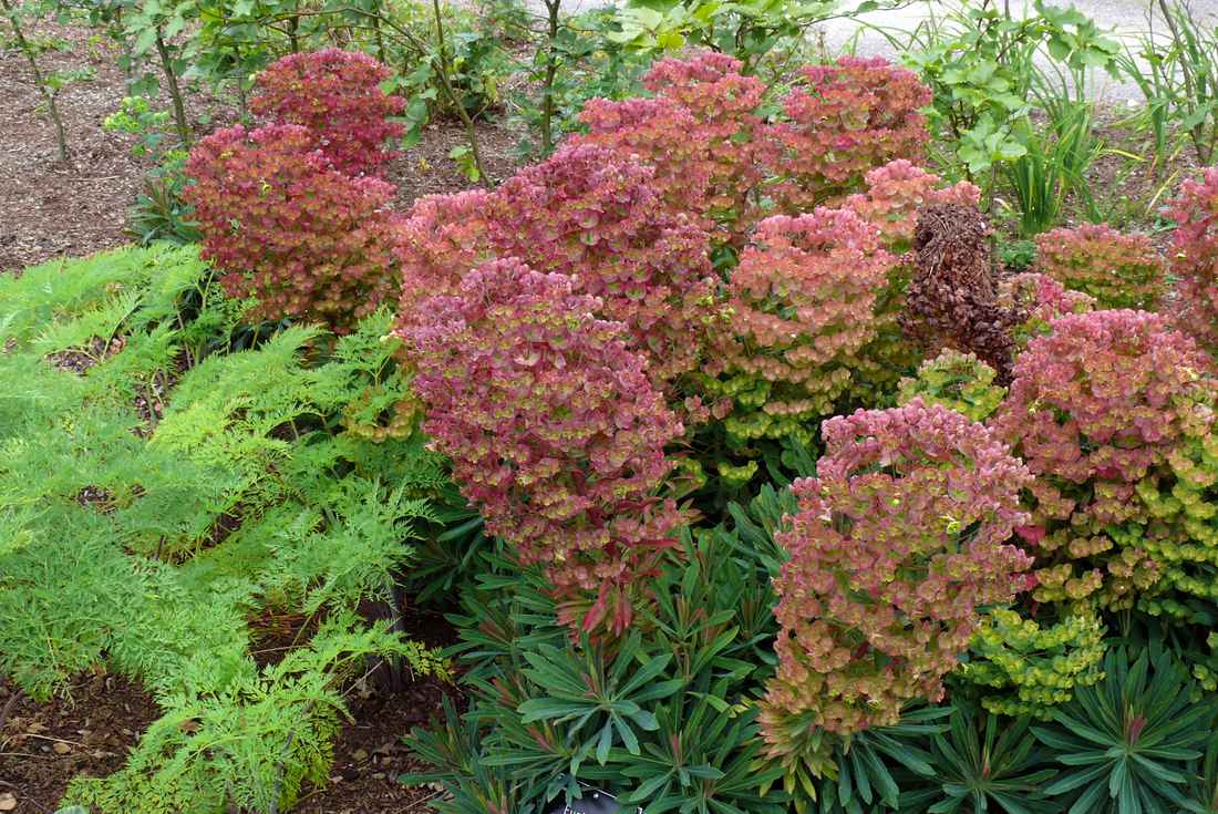 Euphorbia x martinii Euphorbia x martini
