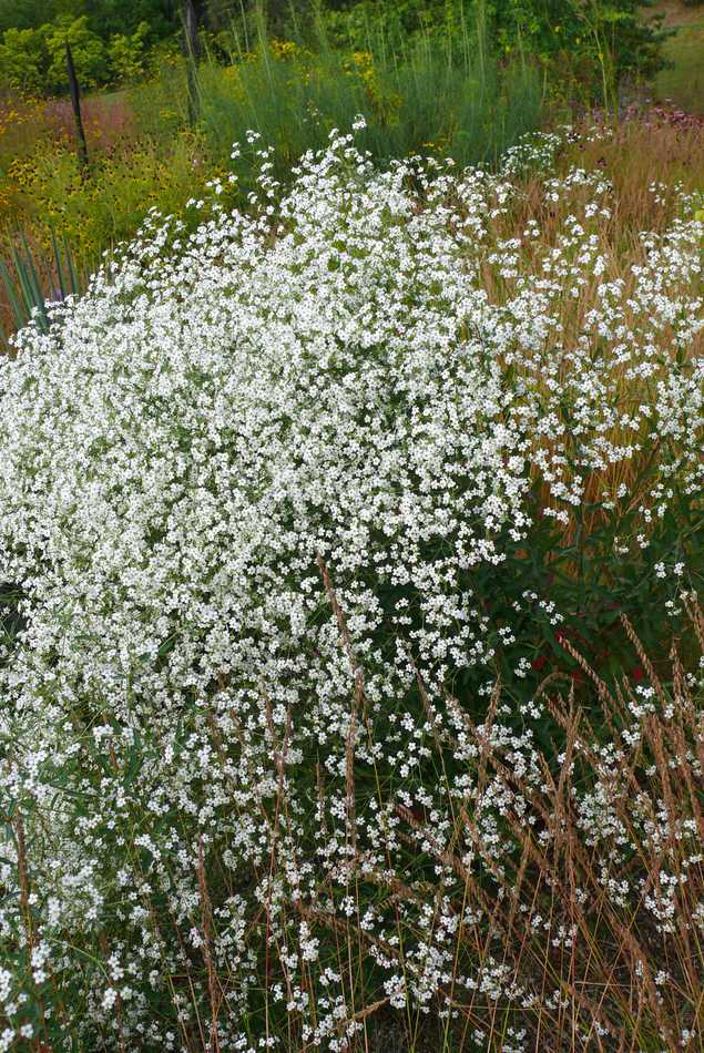Trs Euphorbia corollata Trs Euphorbia corollata