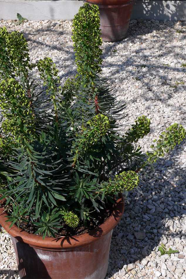 Euphorbia characias Euphorbia characias