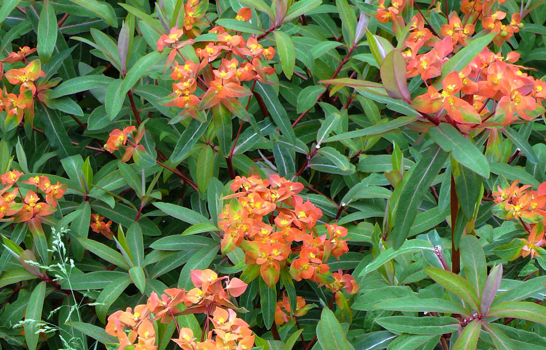 Euphorbia griffithii Fern Cottage Euphorbia griffithii Fern Cottage