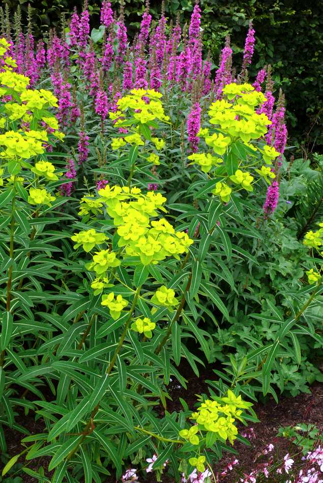 Euphorbia donii Amjillasa Euphorbia donii Amjillasa