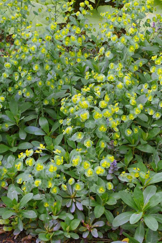 Euphorbia amygdaloides subsp. robbiae Euphorbia amygdaloides subsp. robbiae