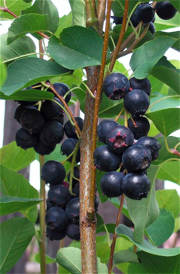 Plody bohaté na antioxidanty