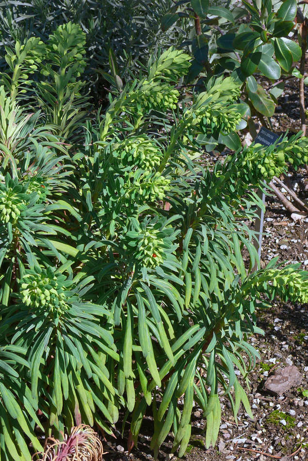 Euphorbia characias subsp. wulfenii Euphorbia characias subsp. wulfenii