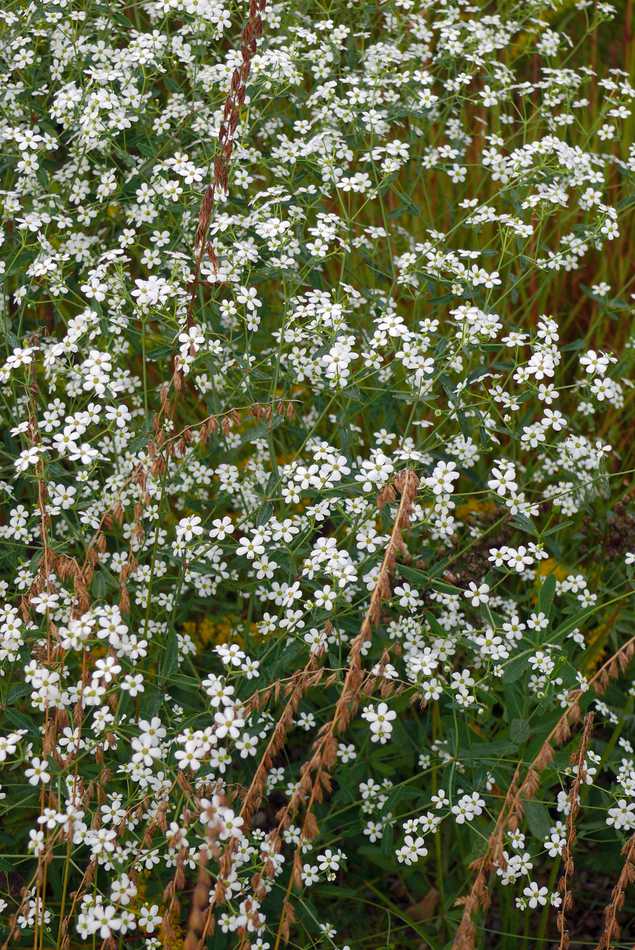 Euphorbia corollata Euphorbia corollata