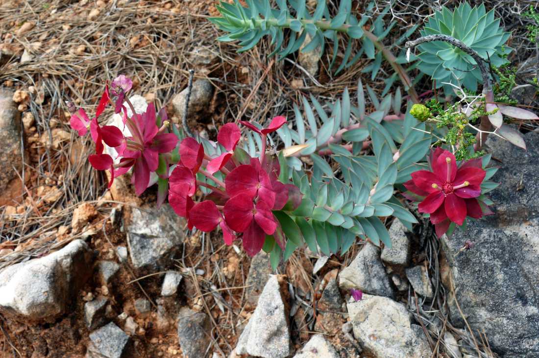 Euphorbia rigida v Cesku venku nezimuje Euphorbia rigida