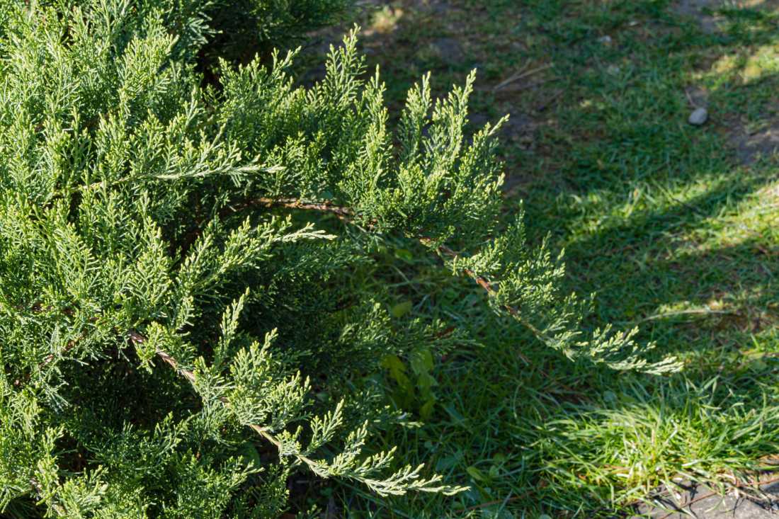 Jalovec chvojka (Juniperus sabina) Tamariscifolia je velmi náchylný k napadení rzí hrušňovou, tedy i k šíření této houbové dvoubytné choroby; foto Shutterstock Jalovec chvojka
