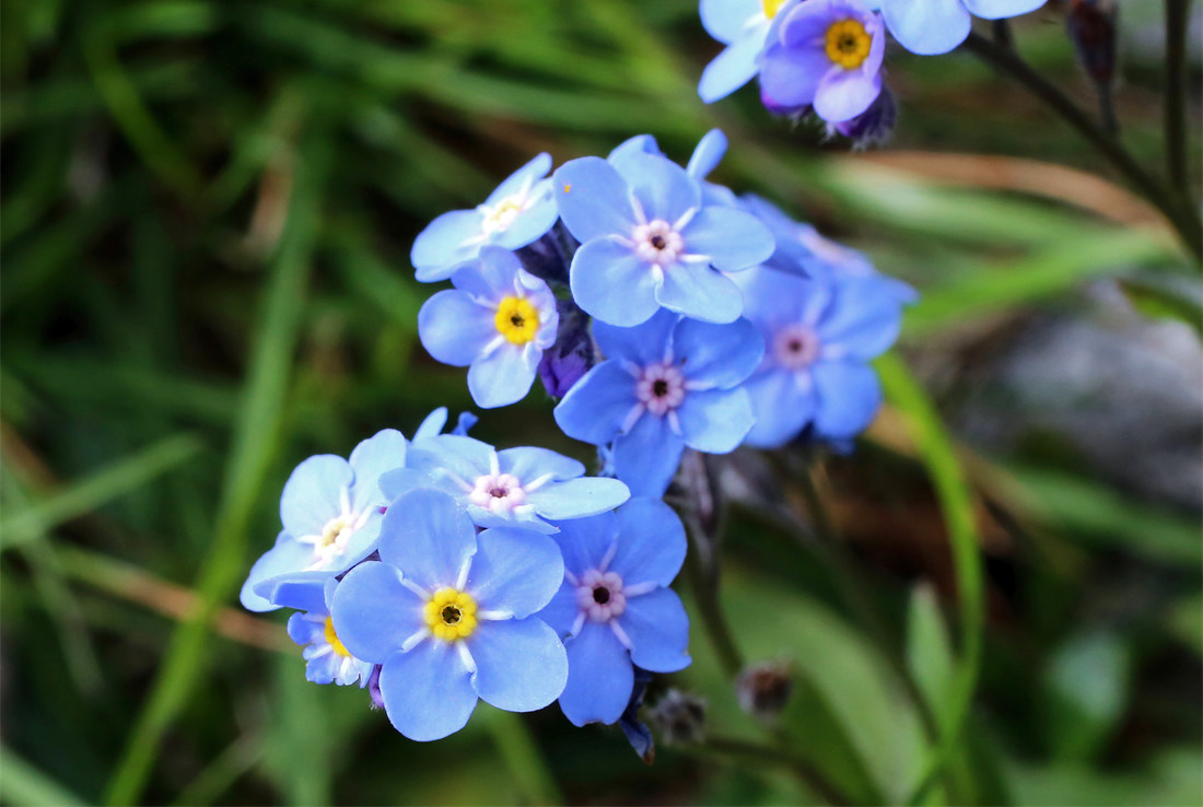 Pomněnka vysokohorská (Myosotis alpestris); foto Shutterstock Pomněnka