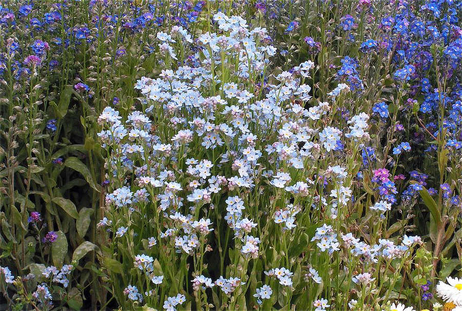 Pomněnka (Myosotis) v bílé barvě, foto I. Dvořák Bíle kvetoucí pomněnka