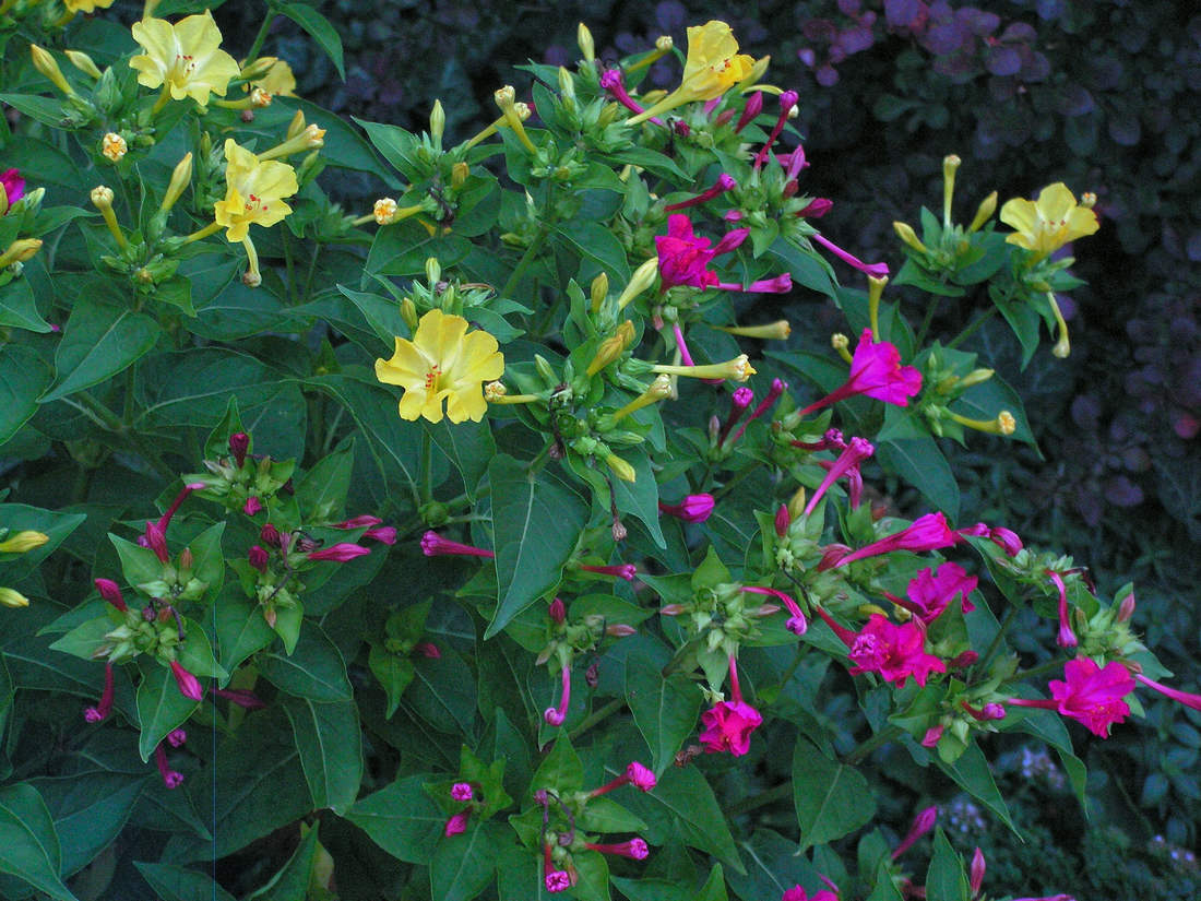 Nocenka (Mirabilis)