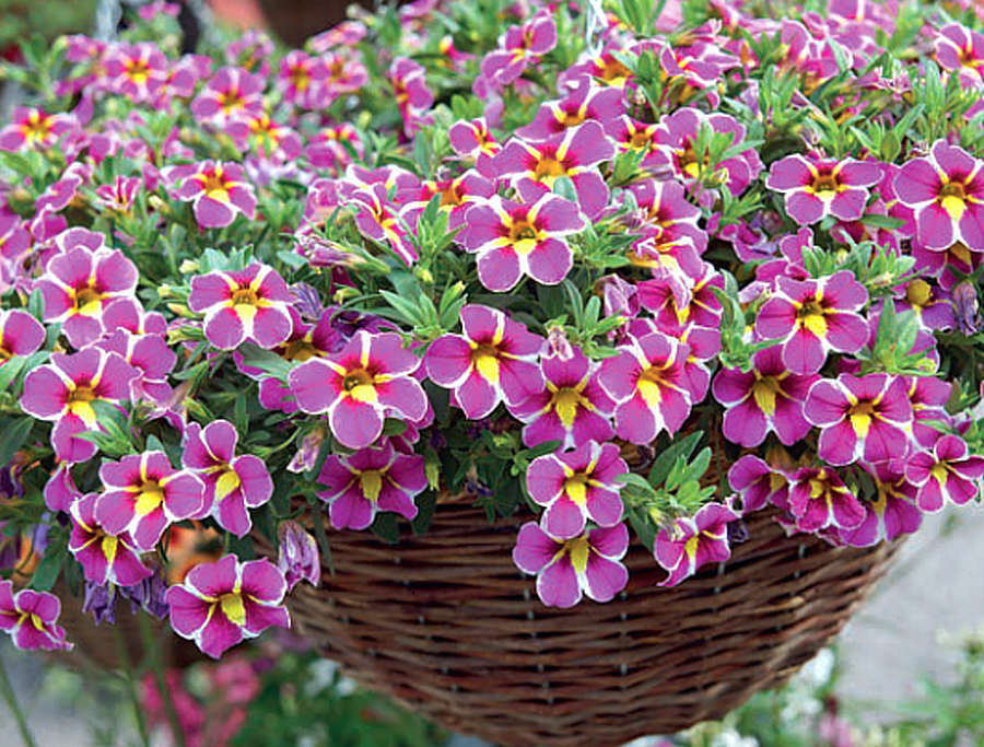 Calibrachoa v závěsu Calibrachoa