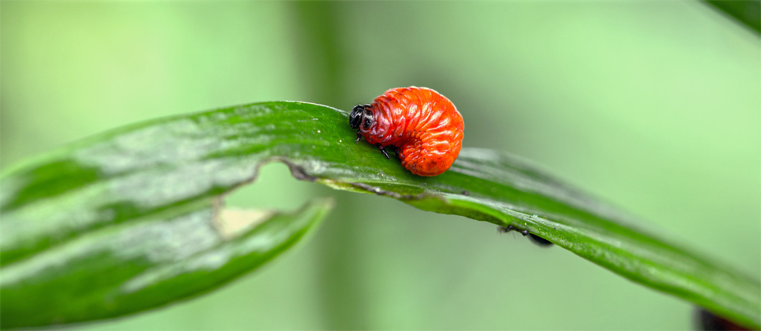 Žravý je dospělý brouk i larva; foto Shutterstock Larva chřestovníčka liliového