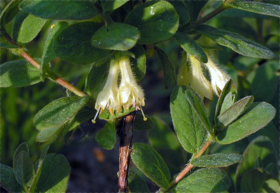 Lonicera v květu