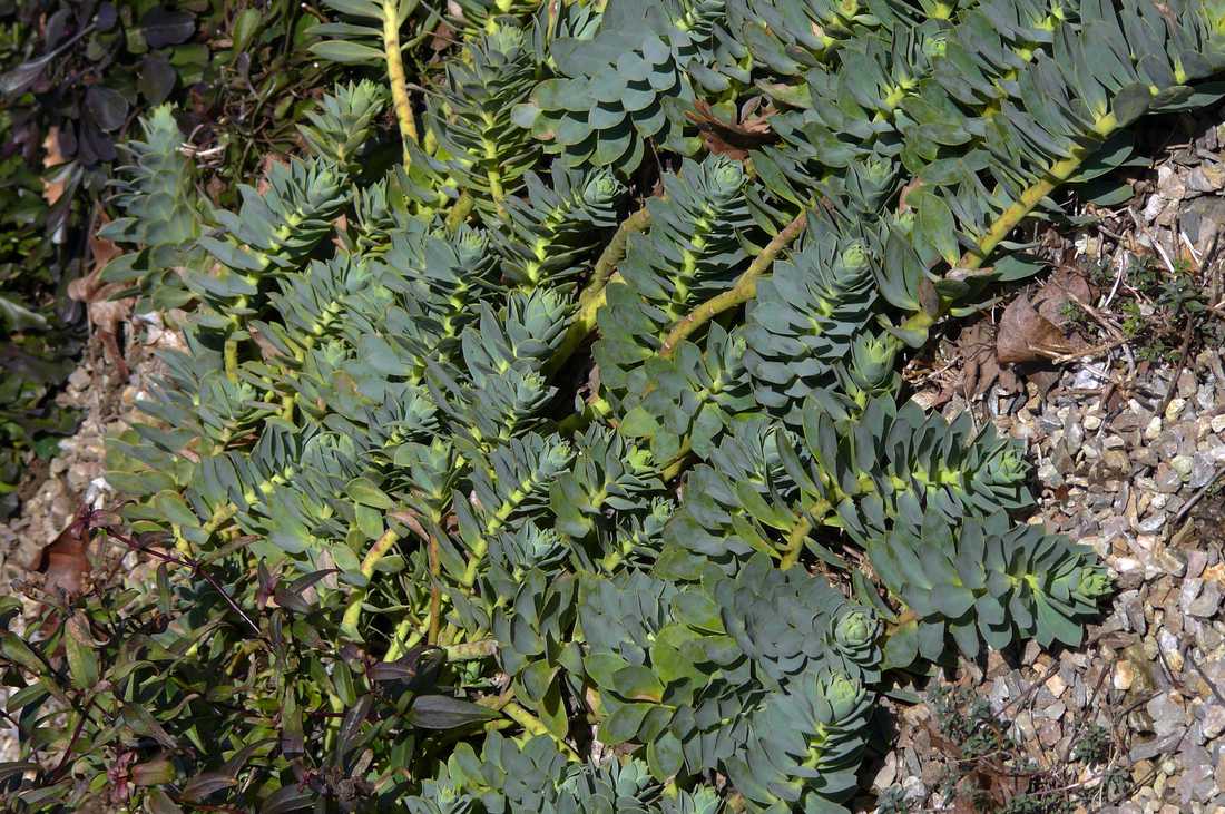 Euphorbia myrsinites Pryšec Euphorbia myrsinites zůstává zelené i v zimě