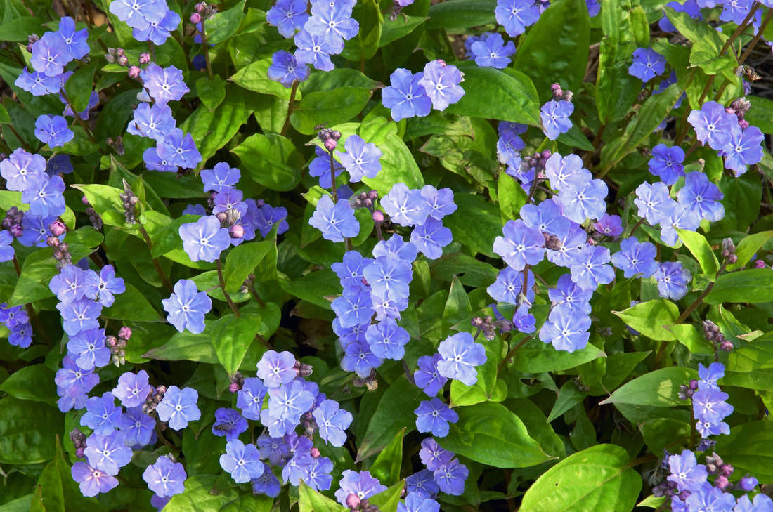 Pupkovec (Omphalodes cappadocica); foto Shutterstock Pupkovec