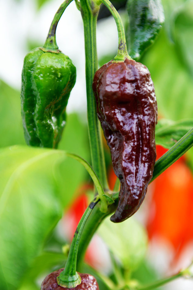 Bhut Jolokia Chocolate Bhut Jolokia Chocolate