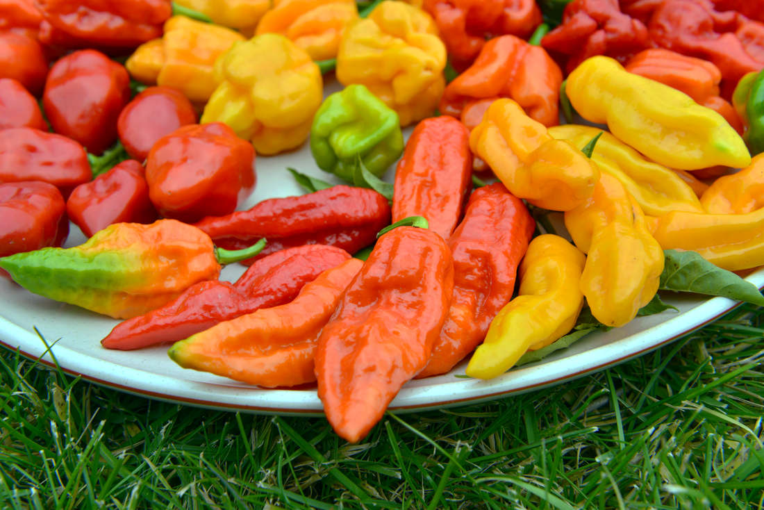 Proč chilli pálí a čím paprička posilí zdraví člověka