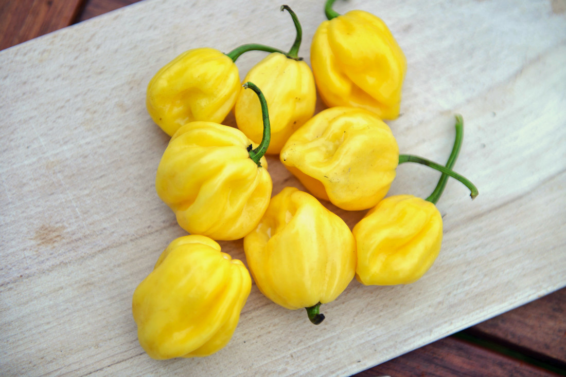 Giant White Habanero Giant White Habanero,