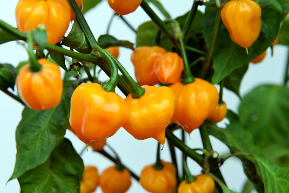 Chilli Petenero Chilli Petenero