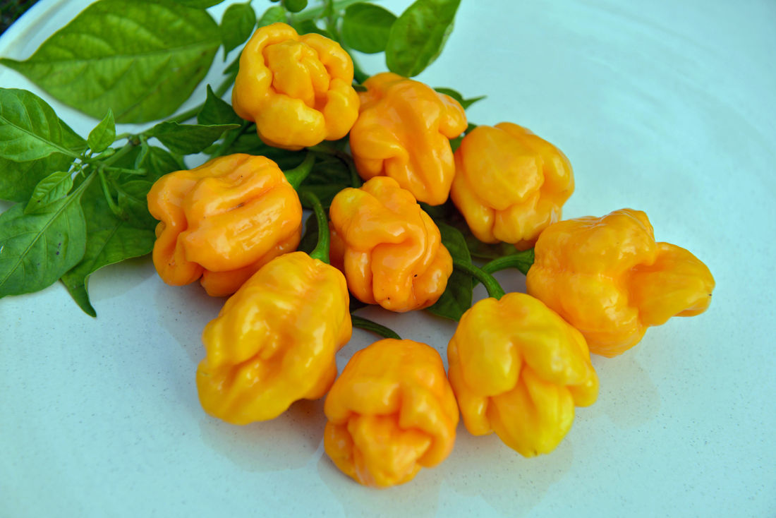 Chilli paprika Trinidad Scorpion Yellow Chilli paprika Trinidad Scorpion Yellow